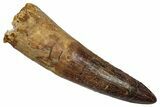 Fossil Spinosaurus Tooth - Composite Tip #345463-1